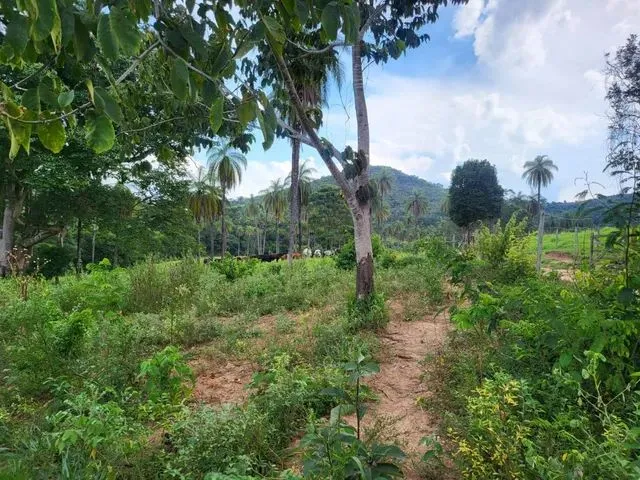 Imagem 3: Terreno com Rio nos Fundos