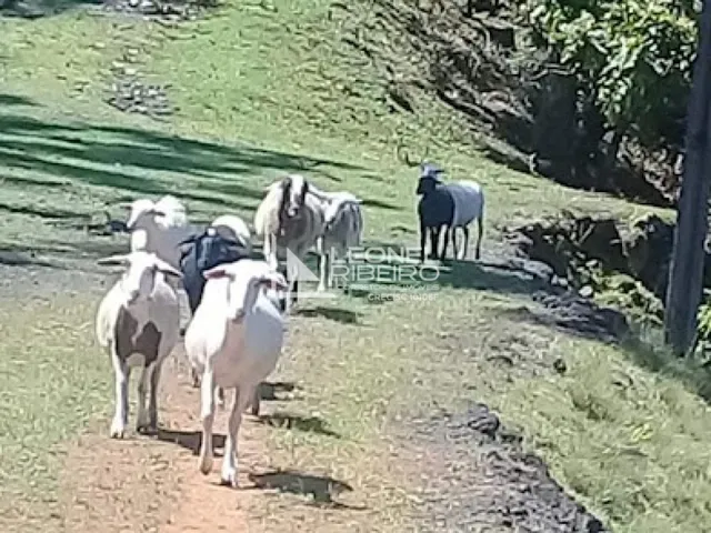 Imagem 14: Sítio À Venda em Benedito Novo/Sc