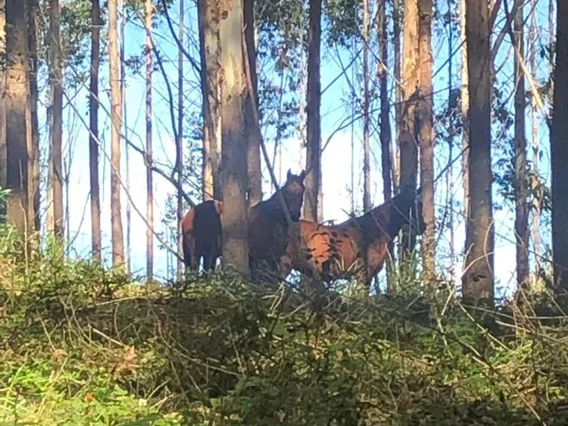 Imagem 13: Fazenda À Venda em Pindamonhangaba/Sp