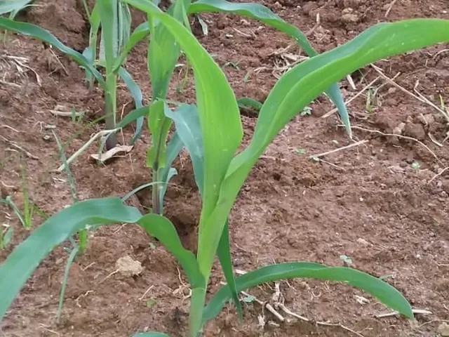 Imagem 5: Fazenda À Venda em Pindamonhangaba/Sp