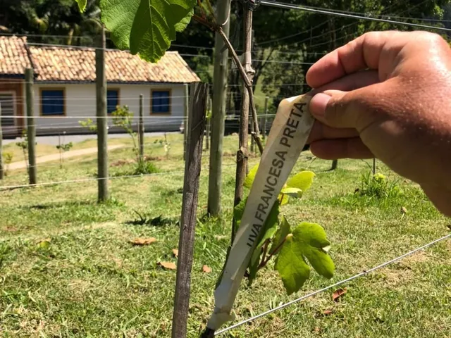 Imagem 16: Fazenda À Venda em Pindamonhangaba/Sp