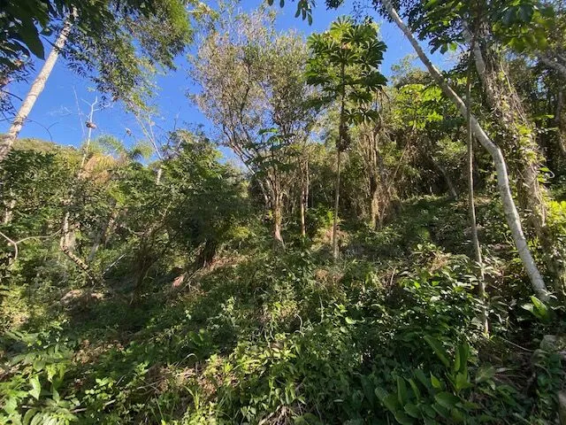 Imagem 4: Terreno em meio a natureza com bela vista do mar