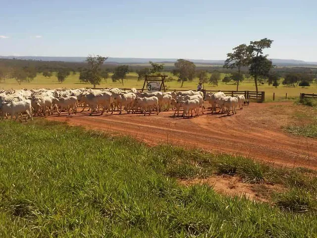 Imagem 4: Fazenda-Para-Venda-Em-Zona-Rural-Barra-Do-Garcas-Mt, 4 Dormitórios, 4 Banheiro