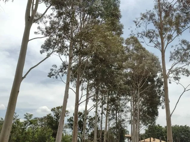 Imagem 7: Fazenda a venda Fazenda / sítio com 3 dormitórios