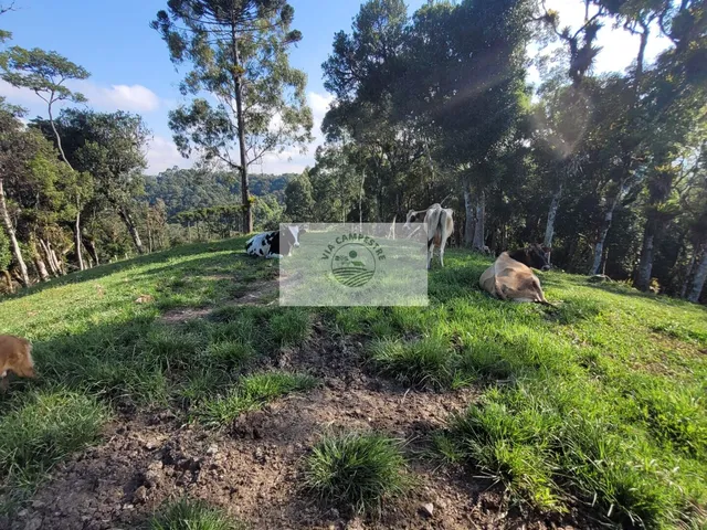 Imagem 10: Sítio com Ampla Casa com 7 Quartos, Mais Casa de Caseiro, Rancho, Aceita Permuta
