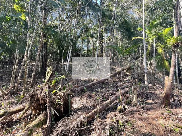 Imagem 14: Sítio com 6.150 M² e Uma Residência com 3 Dormitórios, Final da Estrada Mildau