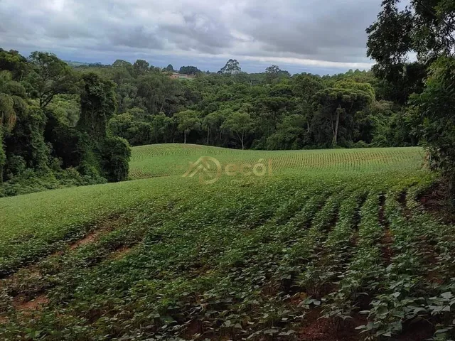 Imagem 8: Chácara das Magnólia em Contenda