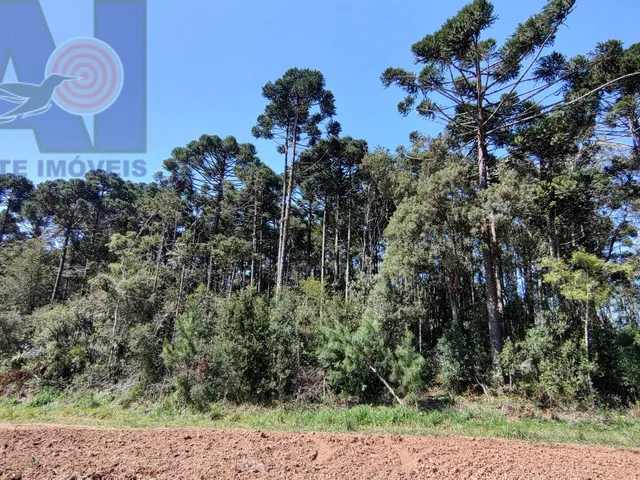 Imagem 7: Área à venda em Bateias de Baixo - Campo Alegre/SC, Rural
