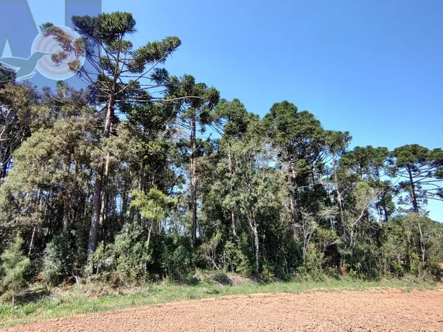 Imagem 16: Área à venda em Bateias de Baixo - Campo Alegre/SC, Rural