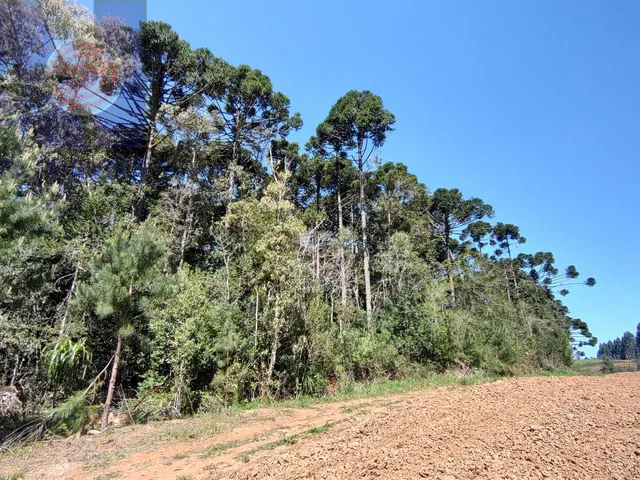 Imagem 8: Área à venda em Bateias de Baixo - Campo Alegre/SC, Rural