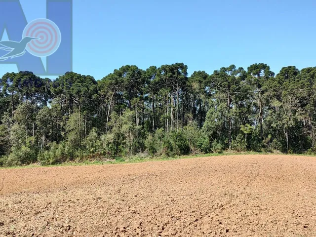 Imagem 3: Área à venda em Bateias de Baixo - Campo Alegre/SC, Rural