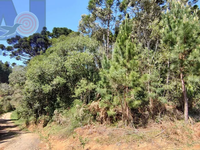 Imagem 15: Área à venda em Bateias de Baixo - Campo Alegre/SC, Rural