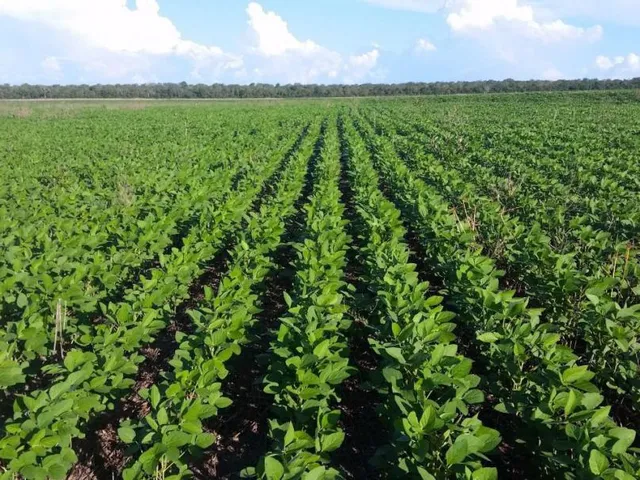 Imagem 4: Fazenda em Primavera do Leste - Mt