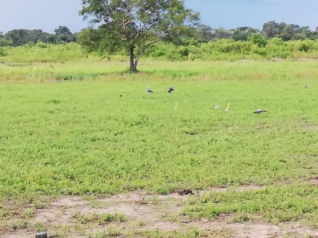 Imagem 10: Fazenda com 409 Hectares em Poconé/Mt