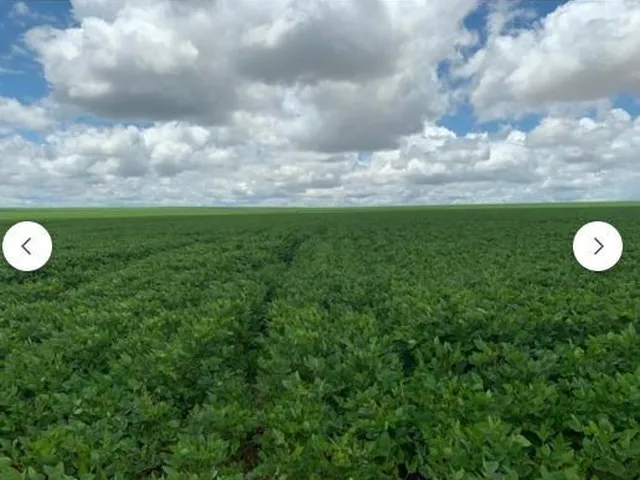 Imagem: Fazenda em Primavera do Leste Mt