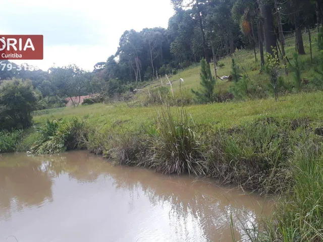 Imagem 9: Chácara À Venda em Mandirituba-Pr 20.000 M²