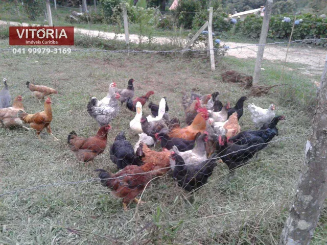 Imagem 7: Chácara À Venda em Mandirituba-Pr 20.000 M²