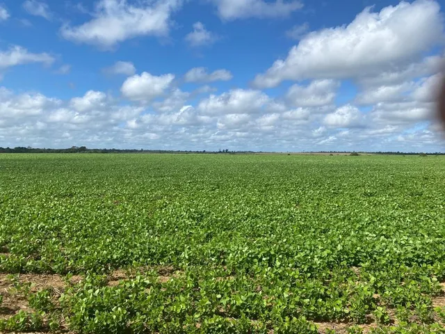 Imagem 15: Fazenda Rural em Macapá - Ap, Central