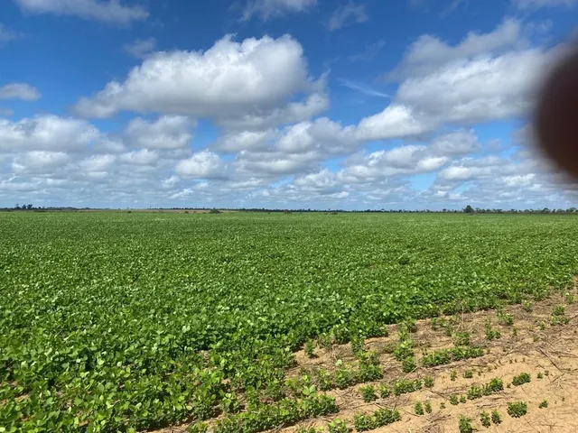 Imagem 16: Fazenda Rural em Macapá - Ap, Central