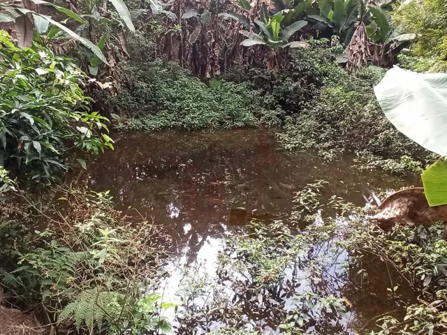 Imagem 11: Chácara 4 quartos com 4.119 m² com lago