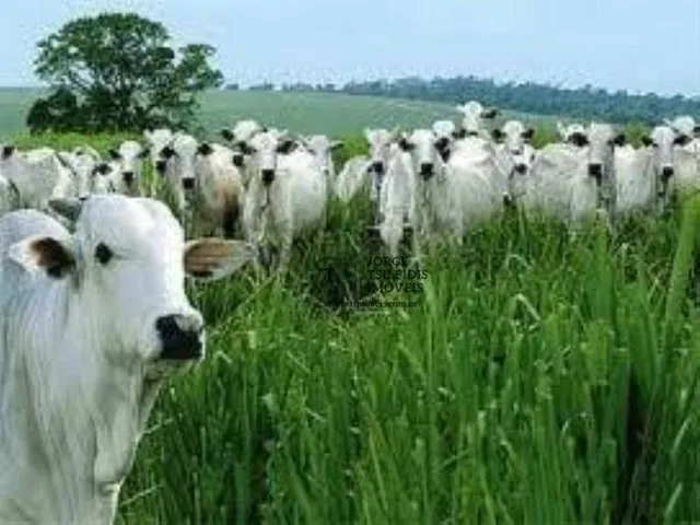 Imagem 2: Fazenda com 6 Dormitórios À Venda, 160000000 M² por R$ 50.000.000,00 - Centro - Sena