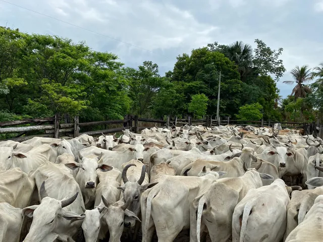 Imagem: Fazenda para Venda na Região de Bom Jesus-Pi
