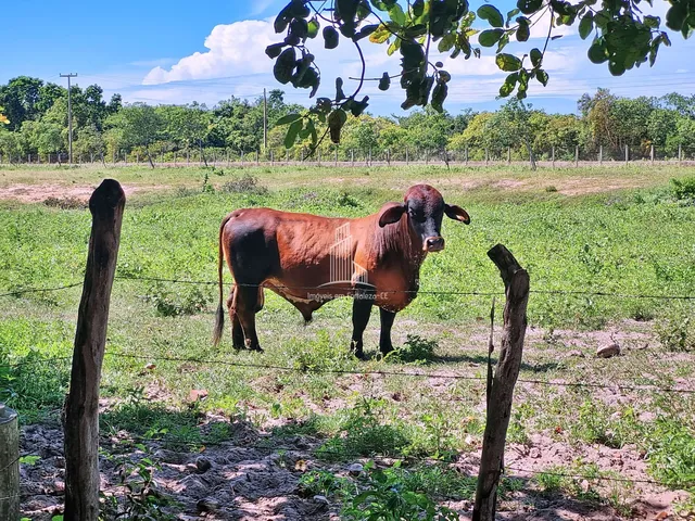 Imagem 4: Fazenda/Terreno À Venda em Uruaú - Beberibe/Ce