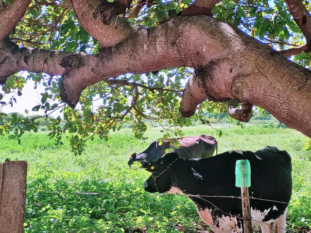 Imagem 10: Fazenda/Terreno À Venda em Uruaú - Beberibe/Ce
