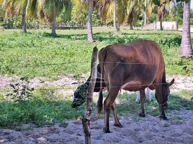 Imagem 5: Fazenda/Terreno À Venda em Uruaú - Beberibe/Ce