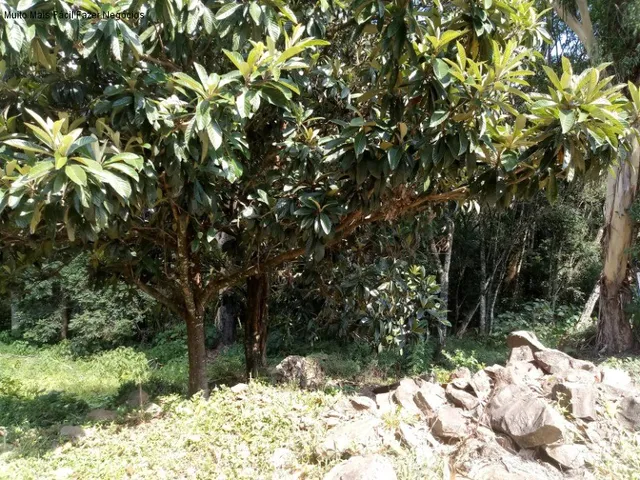 Imagem 2: Terreno Residencial em Nova Petrópolis - Rs, Linha Brasil