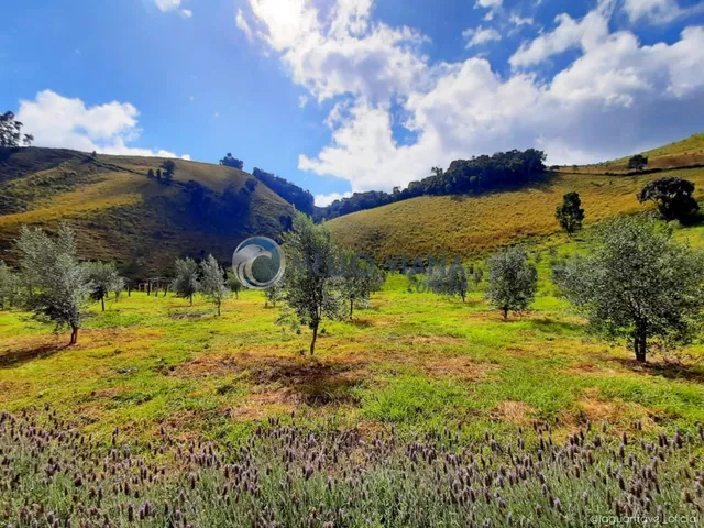 Imagem: Chácara com Plantação de Oliveira, Município