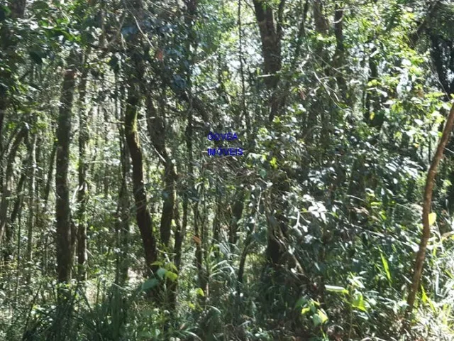 Imagem 3: ÁREA DE 20.MIL M² ESCRITURADA E REGISTRADA, SÓ 179 MIL, DÁ FINANCIAMENTO. PROX