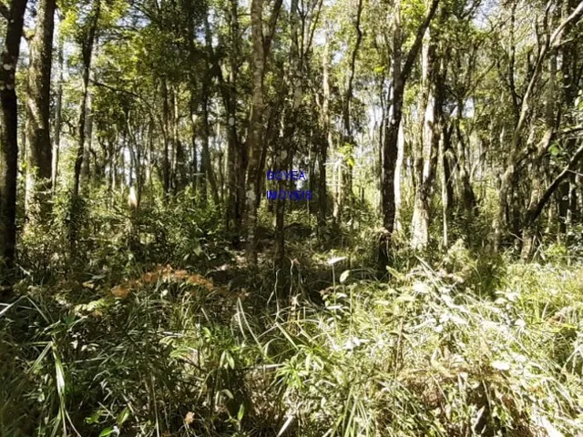 Imagem 5: ÁREA DE 20.MIL M² ESCRITURADA E REGISTRADA, SÓ 179 MIL, DÁ FINANCIAMENTO. PROX