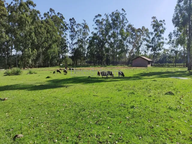 Imagem 3: Cabanha para Criação de Cavalos Crioulos e Centro de Treinamentos Dentro de Porto