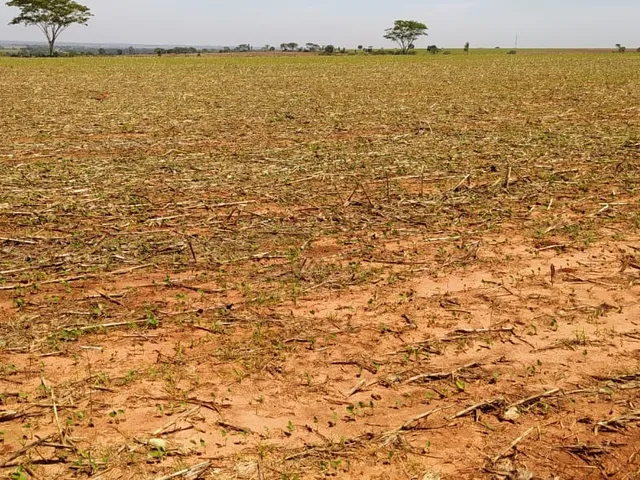 Imagem: Sitio Rural em Glória de Dourados - Ms