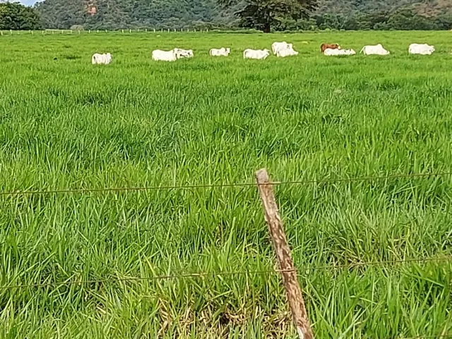 Imagem: Dupla Aptidão Pecuária e Agricultura