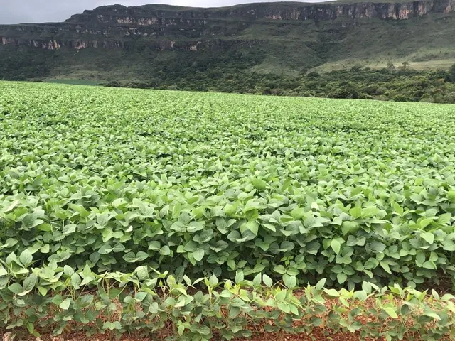 Imagem: Fazenda 3820 Hectares Altitude 1.100 Metros