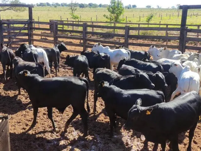 Imagem 2: Fazenda a Venda em Inocencia Ms