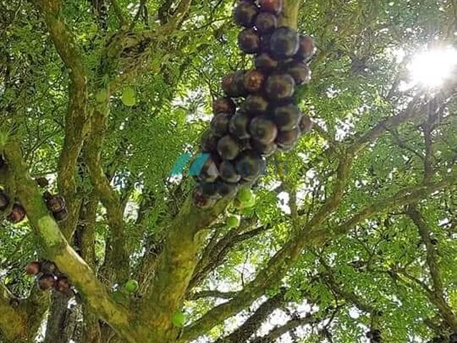 Imagem 10: Sítio À Venda no Bairro Sertão do Cangueri - Imaruí/Sc
