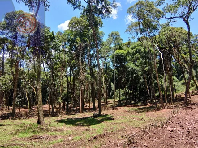 Imagem 7: Terreno com lindo córrego de aguas cristalinas