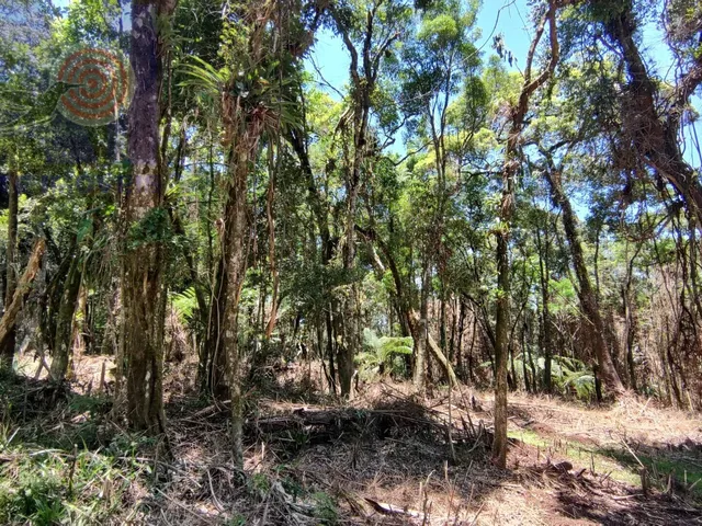 Imagem 13: Terreno com lindo córrego de aguas cristalinas