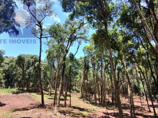 Imagem 8: Terreno com lindo córrego de aguas cristalinas