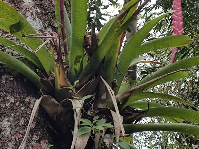 Imagem 3: Terreno com lindo córrego de aguas cristalinas