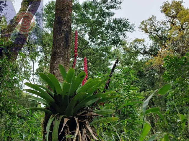 Imagem 5: Terreno com lindo córrego de aguas cristalinas