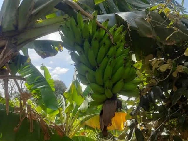 Imagem: Chacara Rural em Montes Claros - Mg, Jardim