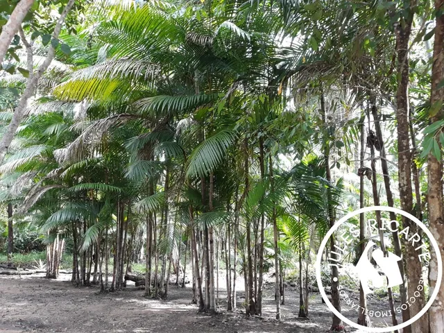 Imagem 6: Chacara Rural em Macapá - Ap, Br 156, Km 38