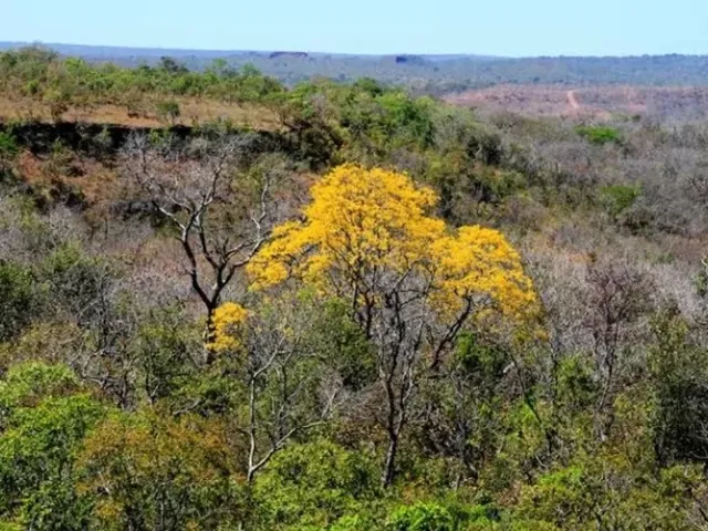 Imagem: Fazenda Bruta para Venda na Região de Corrente-Pi