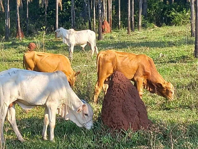 Imagem: Fazenda para Venda na Região de Inocencia-Ms