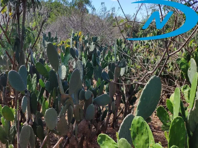Imagem 8: Sitio Rural em Jequié - Ba, Nova Esperança
