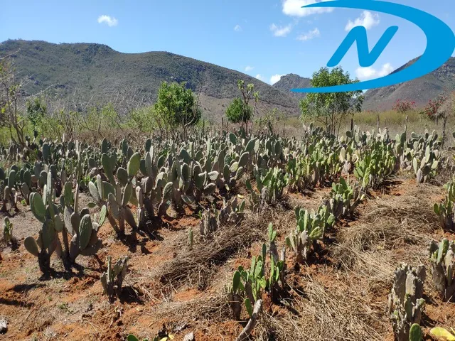 Imagem 16: Sitio Rural em Jequié - Ba, Nova Esperança